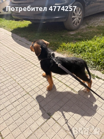 Подарявам малко кученце 🐶, снимка 4 - Други - 53937463