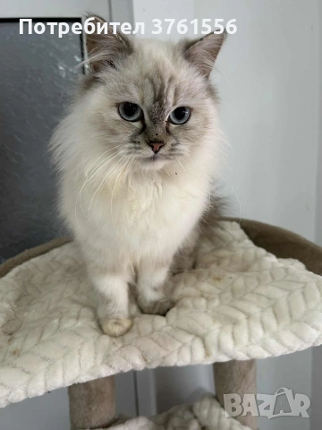 Персийско женско коте , снимка 16 - Персийска - 53438324