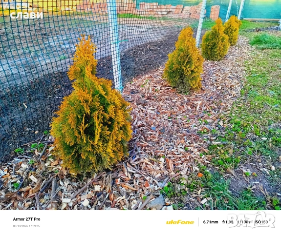 Мулч / Дървесен чипс / 100% Натурален , снимка 16 - Градински цветя и растения - 53591340