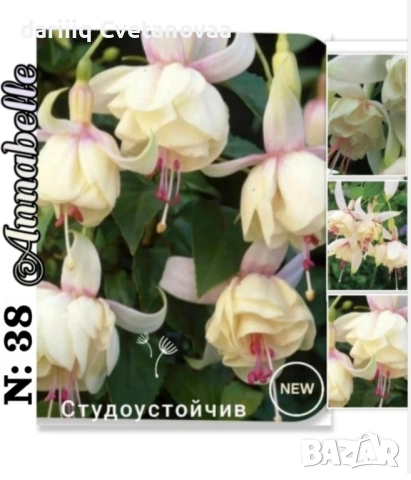 Фуксия за Градинска3.85€ и Каскадна 2.90€, снимка 8 - Градински цветя и растения - 54220196