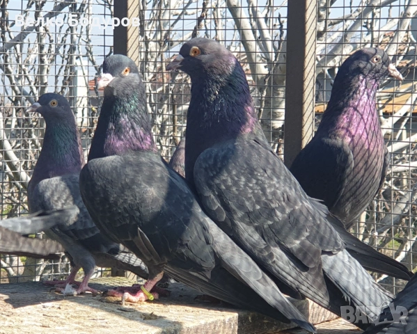 Пазарджишки високо летци. 