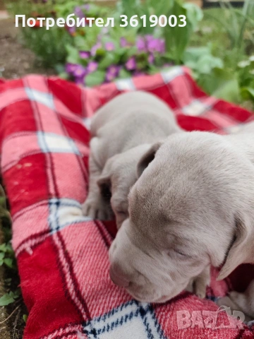 Ваймаранери , снимка 9 - Ваймаранер - 54205375