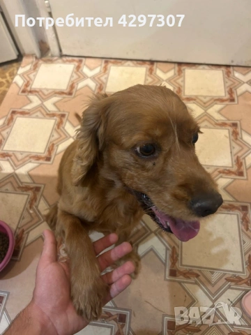 Разходки на кучета и посещения по домовете в София и близките области, снимка 8 - Други услуги - 53562736