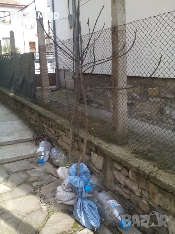 Смокинови фиданки една смокиня облагородена, снимка 2 - Разсади - 53994607