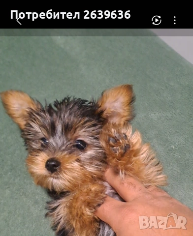 Мини йорки женско 2 месеца, снимка 3 - Йоркширски териер - 53147808