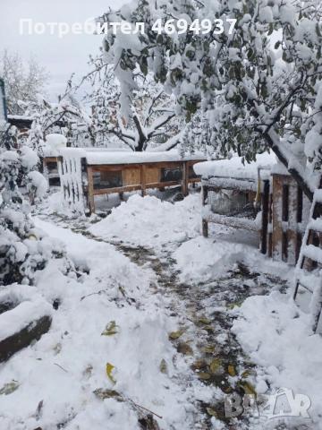 Охладен заек,ЦЯЛ заек,Трупно заешко месо