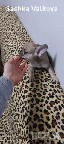 Френски булдочета за продан!