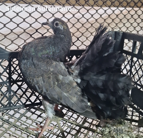 Фенерли 8 броя 60 лв, снимка 5 - Гълъби - 52570374