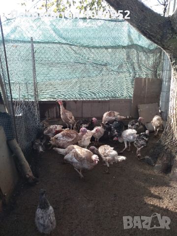 Пуешки яйца , снимка 2 - Кокошки и пуйки - 45535811