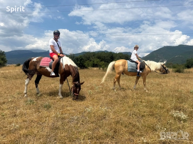 Ездитна кобила пинто Алгара, снимка 2 - Коне - 51948587