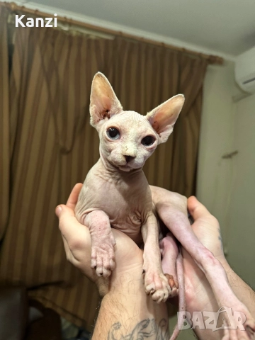 Сфинкс Sphynx, снимка 5 - Сфинксове - 52901293