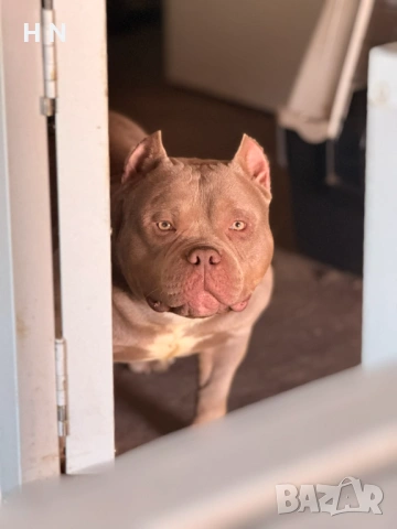 Американско були  - мъжки pet class 