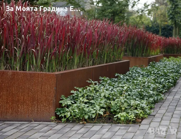 Императа, снимка 8 - Градински цветя и растения - 49492595