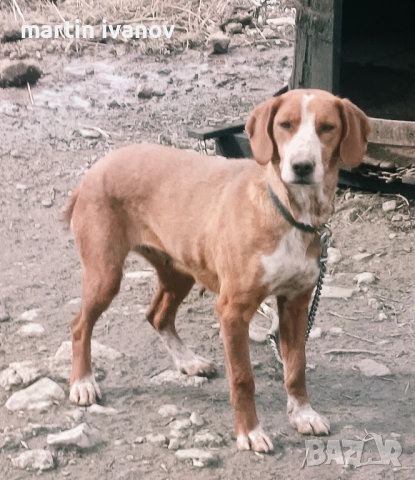 Посавско гонче, снимка 3 - Гонче - 53689563