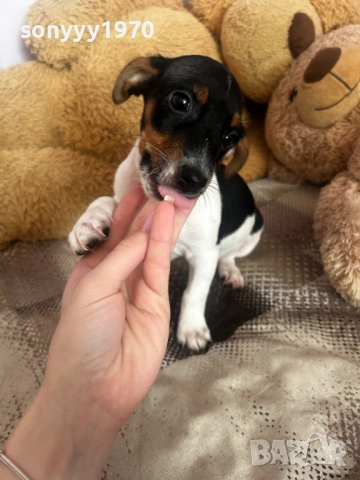 БЕБЕ ДЖАК РЪСЕЛ С 2 ВАКСИНИ И ПАСПОРТ 0611251740, снимка 15 - Джак ръсел териер - 52322644