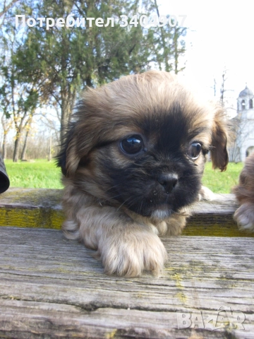 бебета Пекинез , снимка 5 - Пекинез - 52708687