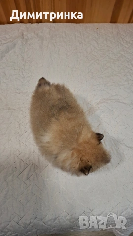 Мъжки немски шпиц, снимка 2 - Шпиц - 53795093