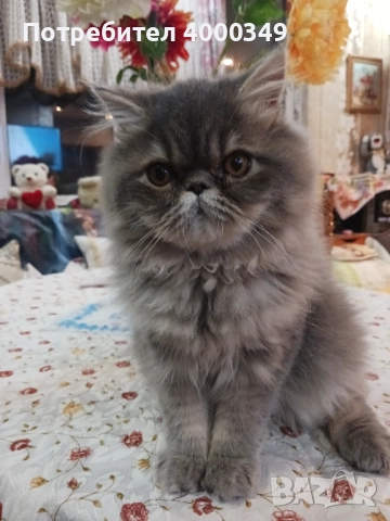 Продавам персийско женско коте, снимка 6 - Персийска - 52506801