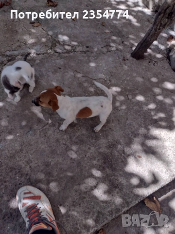 джак рьсел, снимка 4 - Джак ръсел териер - 52381723