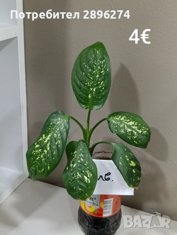  Дифенбахия, Сентполия, Алое вера, снимка 10 - Стайни растения - 46264327