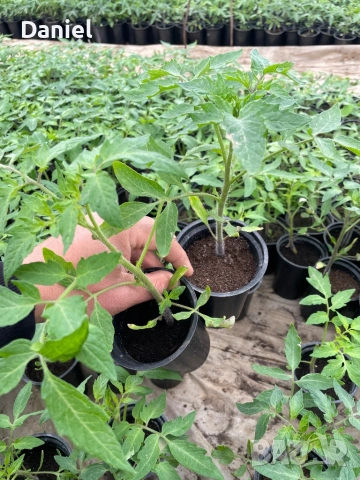 Ранен разсад, снимка 4 - Разсади - 53939802