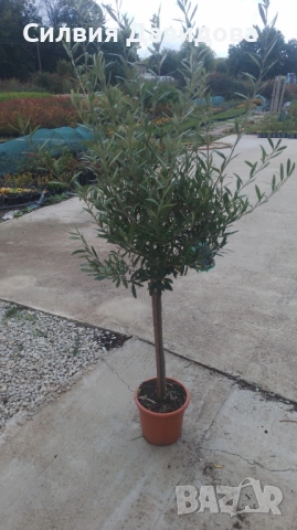 Маслина Европейска, снимка 10 - Градински цветя и растения - 52508763