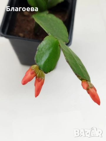 Комплект - 1 бр Великденче оранжево и 2 бр Коледниче (розово и цикламено)