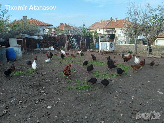 Селски кокошки, снимка 7 - Кокошки и пуйки - 53467510