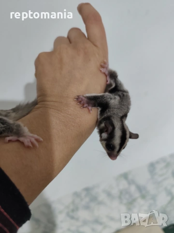 Захарна катеричка летяща торбеста катерица, снимка 3 - Други животни - 53143127