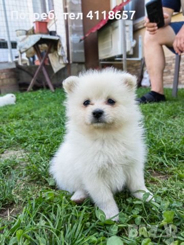 Продават се малки кученца порода Мини Шпиц, снимка 6 - Други - 46041633