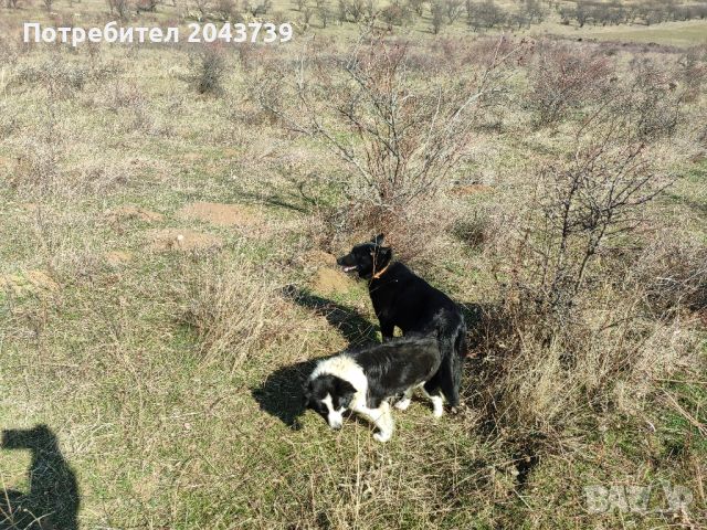 Кученца кръстоска бордър коли и белгийска овчарка., снимка 13 - Белгийска овчарка - 46408435