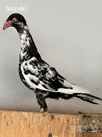 Гълъби - Датски летачи и Спортни пощенски