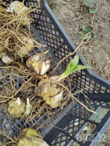 лилиум, снимка 11 - Сортови семена и луковици - 51558756