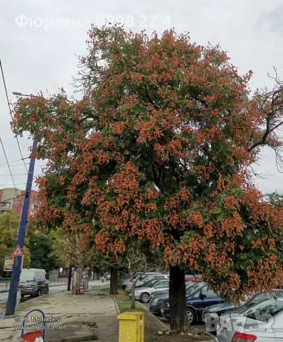 Китайски Мехурник -Koelreuteria “Paniculata”, снимка 7 - Разсади - 49936513