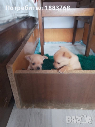 животни мини чихопинчари , снимка 2 - Чихуахуа - 54291311