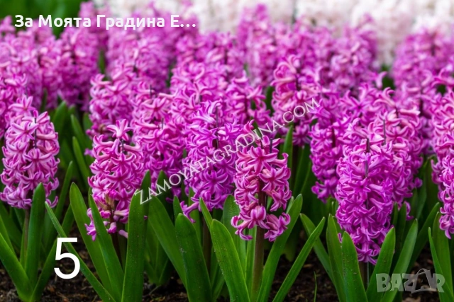 Зюмбюл , снимка 3 - Сортови семена и луковици - 53623512