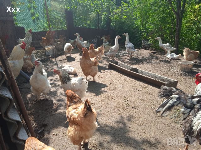 Промоция !Млади пуйки, кокошки Брама, пилета и юрдечки. Пчелни отводки, снимка 3 - Кокошки и пуйки - 40604731