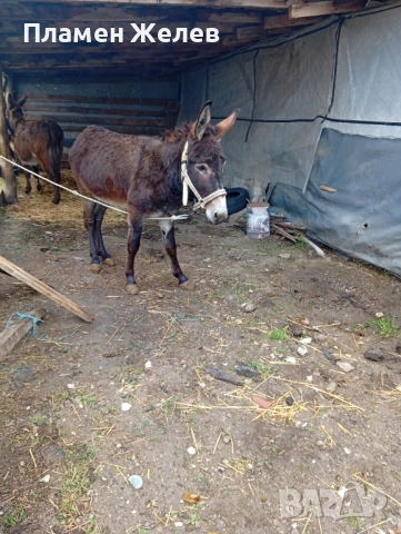 Продавам магарета