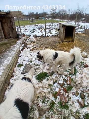 Българско овчарско куче, снимка 5 - Каракачанска овчарка - 53669702