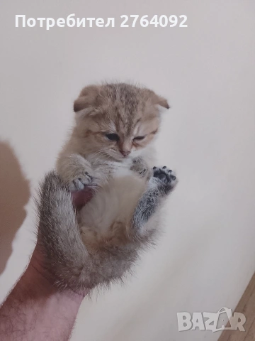 продавам шотландски клепоухи котета, снимка 4 - Чинчили - 53878883