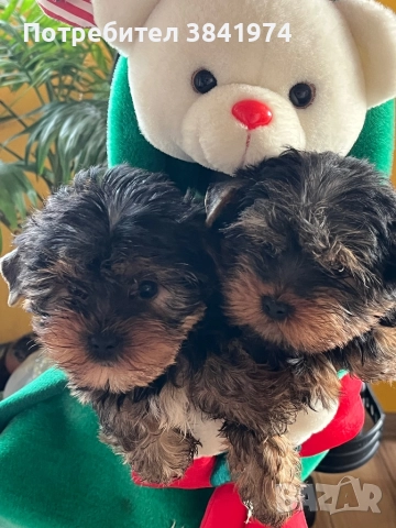 Йоркширски териер, снимка 4 - Йоркширски териер - 52511387