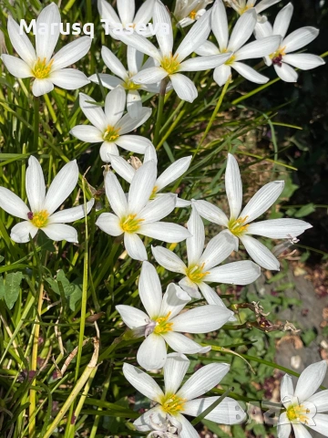 Зефирантес 