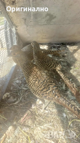 Фазани , снимка 8 - Кокошки и пуйки - 52145567