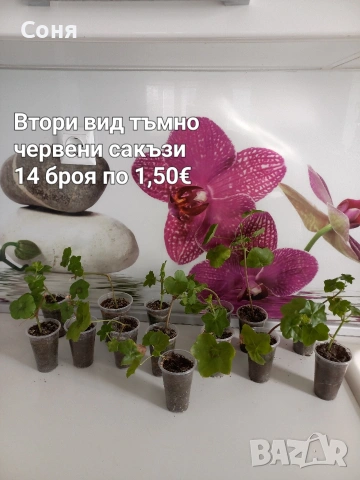Тъмно червени сакъзи, снимка 2 - Градински цветя и растения - 53689994