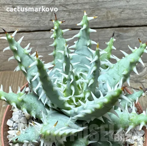 Aloe melanacantha v. erinacea, снимка 3 - Стайни растения - 48022688