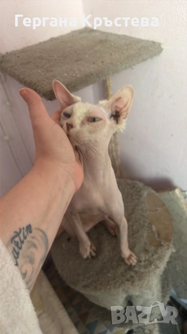 Канадски Сфинкс , снимка 7 - Сфинксове - 52597578