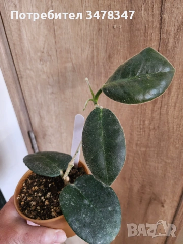 Хоя Calycina Stargazer, снимка 3 - Стайни растения - 53909398