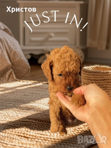 Мини пудел той бебета, снимка 3 - Пудели - 52582359