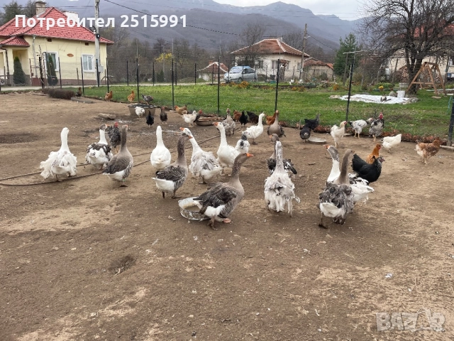 Продавам Гъски, снимка 2 - Патици и гъски - 52444377