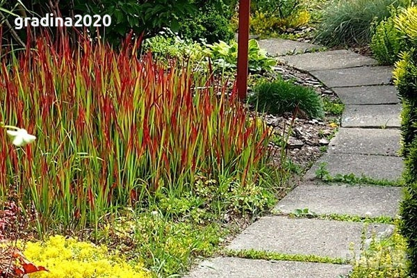 Императа / Imperata cylindrica, снимка 4 - Градински цветя и растения - 29191634